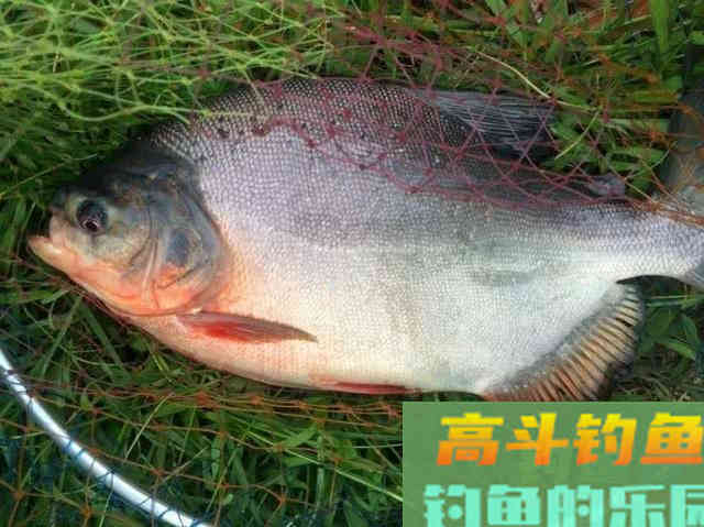 垂钓淡水白鲳，的用饵、钓具选择与钓法技巧