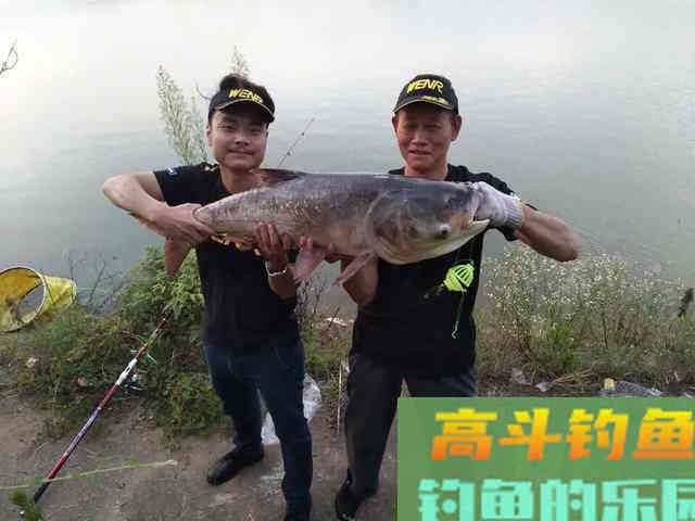 鲢鳙湖库野钓鲢鳙,需要掌握的技巧与方法分享 鲢鳙湖库野钓鲢鳙,需要掌握的技巧与方法分享