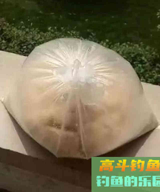 从3个方面掌握手竿钓鲢鳙的技巧，以后越钓越多