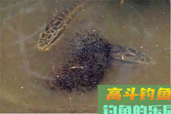 秋分以至,黑鱼在哪里?如何钓好黑鱼 秋分以至,黑鱼在哪里?如何钓好黑鱼