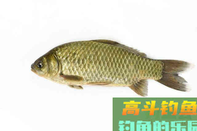 常说的土鲫、工程鲫、大板鲫,是属于什么品种的鲫鱼 常说的土鲫、工程鲫、大板鲫,是属于什么品种的鲫鱼