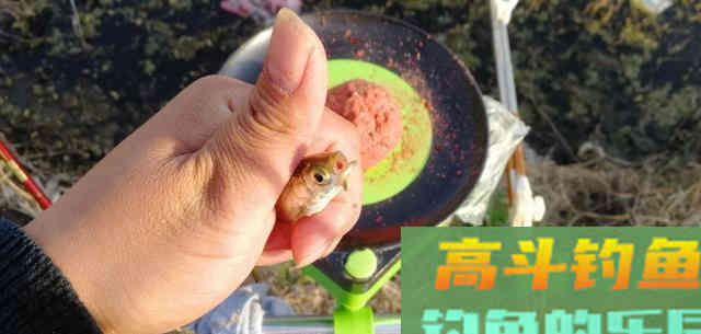 白条学会这样钓，直接拉到手软