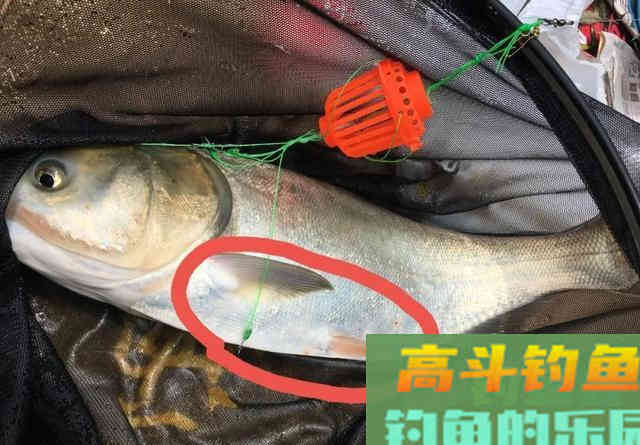这6种鱼很容易认错，老钓手也经常犯浑