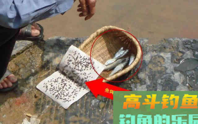 马口鱼怎么钓?比如蚂蟥钓法、苍蝇钓法、虾饵钓法等 马口鱼怎么钓?比如蚂蟥钓法、苍蝇钓法、虾饵钓法等