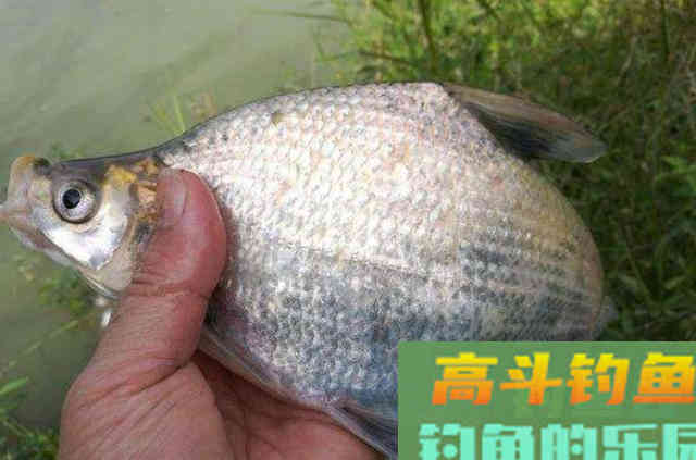 这鳊鱼钓法果然与众不同,抛竿入水就有口 这鳊鱼钓法果然与众不同,抛竿入水就有口