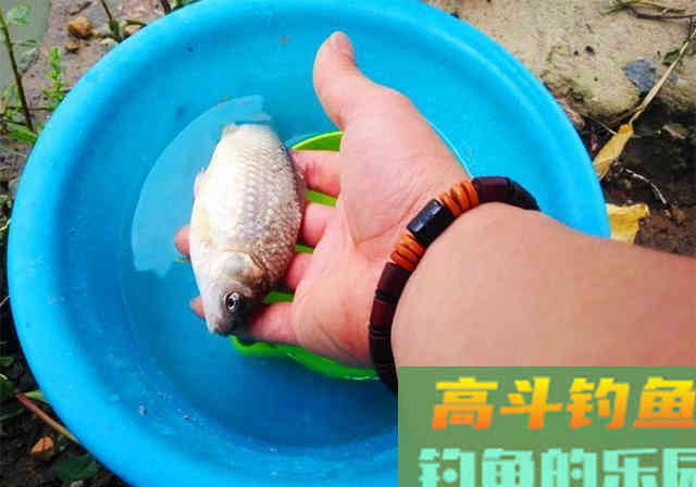 春季钓不好鲫鱼,不是水里没鱼和饵料不对,真相是这 春季钓不好鲫鱼,不是水里没鱼和饵料不对,真相是这