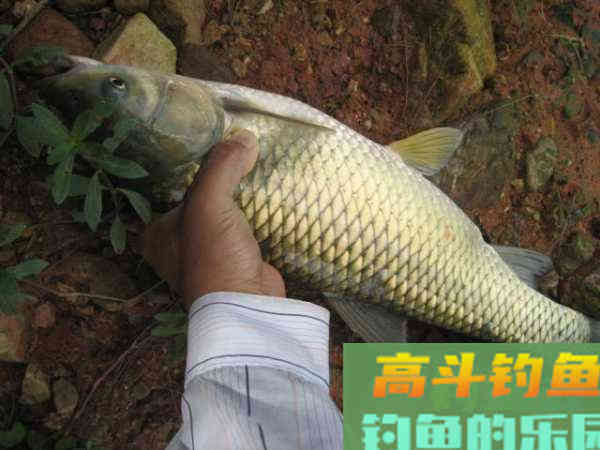 谁说大草鱼难钓?从四个方面探究,分享三种钓法 谁说大草鱼难钓?从四个方面探究,分享三种钓法