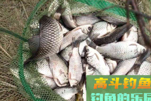 钓鲫鱼试试这种特色钓法，比玩手竿更过瘾