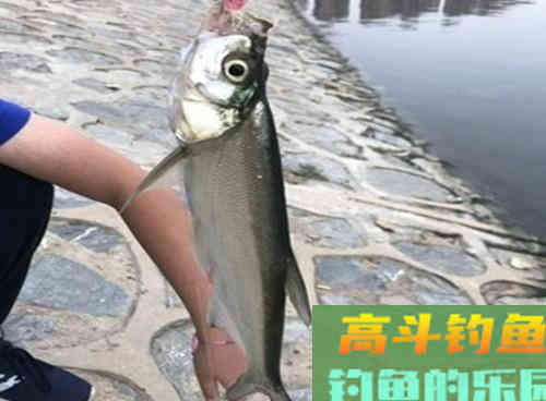 深秋水库如何野钓翘嘴？老钓友教你三招即可