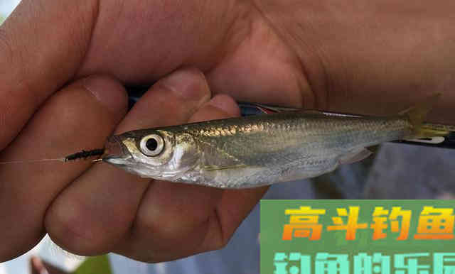钓白条不只是饵料腥就可以,想收获多这几点要掌握 钓白条不只是饵料腥就可以,想收获多这几点要掌握