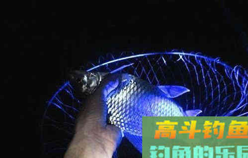 夜间守钓野鲤,这几个注意事项,直接影响最后的渔获 夜间守钓野鲤,这几个注意事项,直接影响最后的渔获