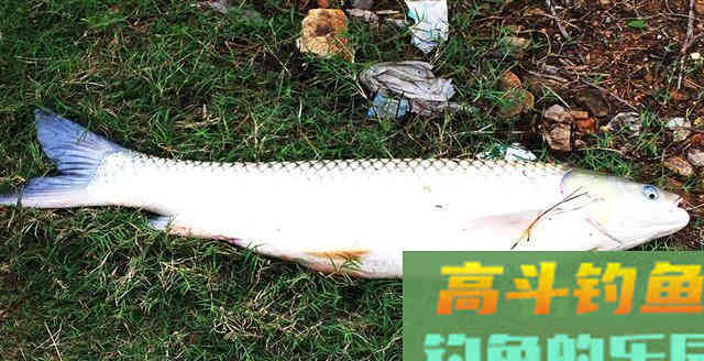 钓到大青鱼，原塘主要200块，钓友把鱼踢入水中