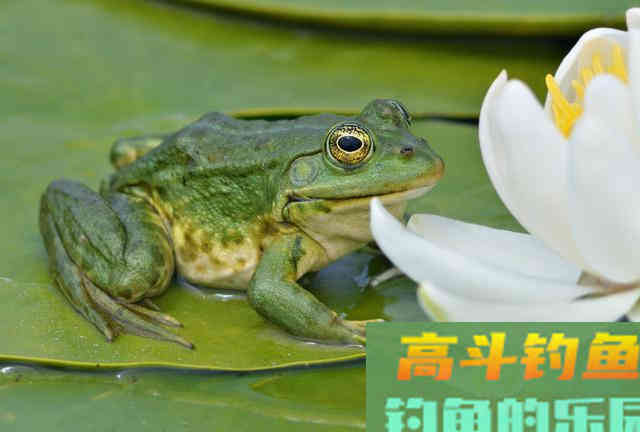 河道经常发现狡猾甲鱼露出水面，要怎么钓上岸