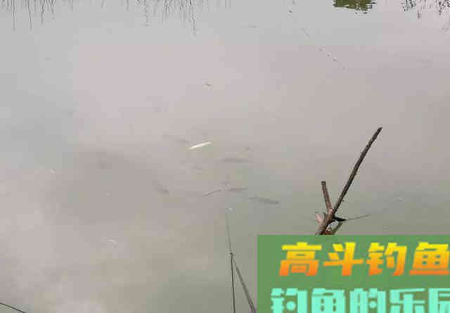连续钓了荒废山塘里的不少白鲫,鱼获为何反降不升 连续钓了荒废山塘里的不少白鲫,鱼获为何反降不升