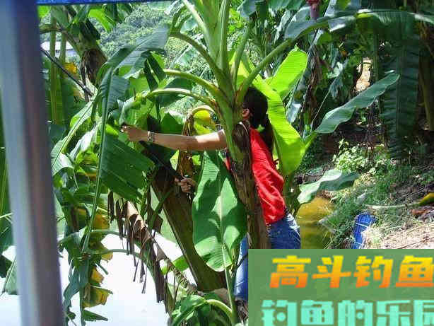 赤眼鳟的钓法与技巧，此鱼眼睛上长有红斑，酷似草鱼
