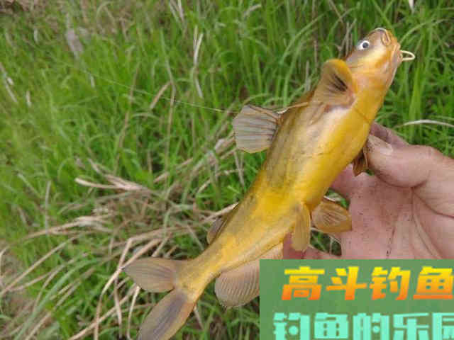野钓黄辣丁的技巧，一般人我不告诉