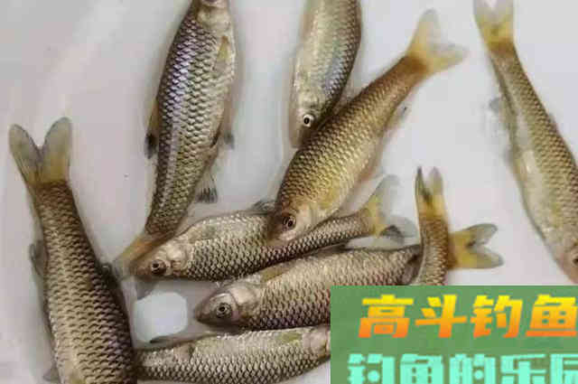 如何从杂鱼堆中钓获大板鲫?果断试用这3招 如何从杂鱼堆中钓获大板鲫?果断试用这3招