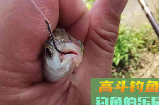 在寒冷的冬季,可供钓友参考或直接采用的一种鲫鱼钓法 在寒冷的冬季,可供钓友参考或直接采用的一种鲫鱼钓法