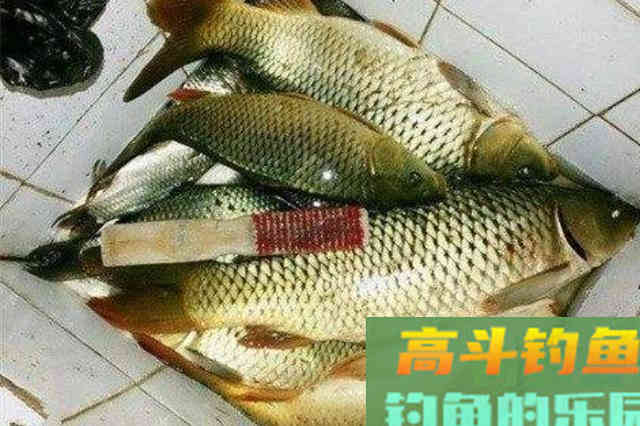 一提秋钓,我就这样对付大鲤鱼 一提秋钓,我就这样对付大鲤鱼