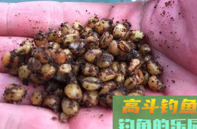 野河钓不到半斤以上的鲫鱼?可能是鱼太多了 野河钓不到半斤以上的鲫鱼?可能是鱼太多了