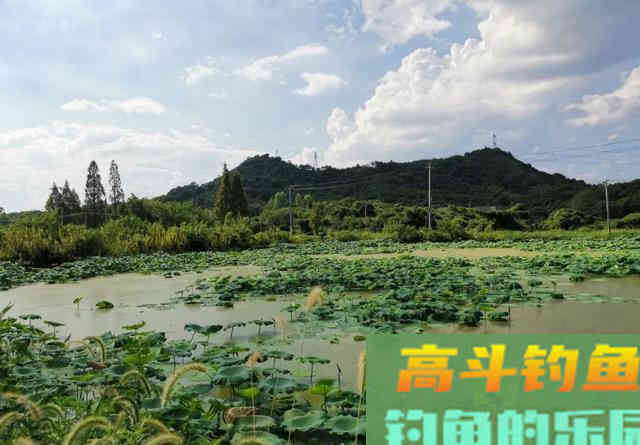 秋季的黑鱼最贪吃,只要按这个方法下钩,新手也能钓到 秋季的黑鱼最贪吃,只要按这个方法下钩,新手也能钓到