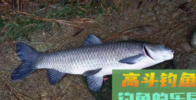 根据青鱼新鱼特点,分析鱼情合理选择正确钓法 根据青鱼新鱼特点,分析鱼情合理选择正确钓法