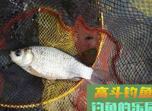 冬季要想鲫鱼钓得多，多打窝，冬季野钓打窝技巧