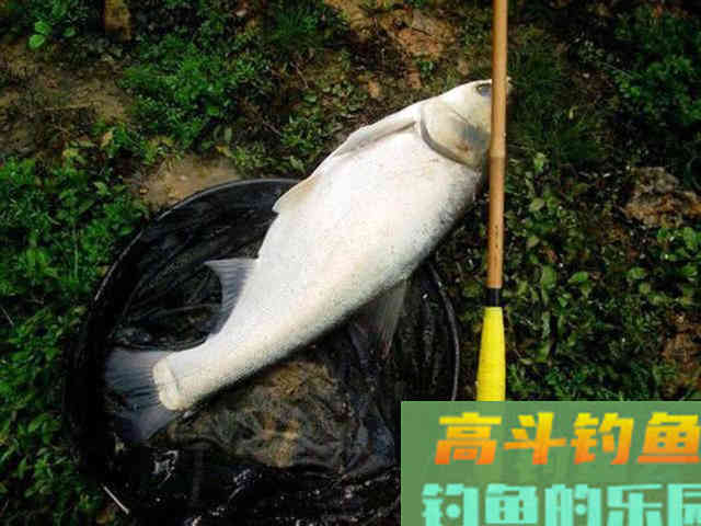 从3个方面掌握手竿钓鲢鳙的技巧，以后越钓越多
