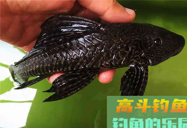 方能避开这种“臭名昭著”的鱼 方能避开这种“臭名昭著”的鱼