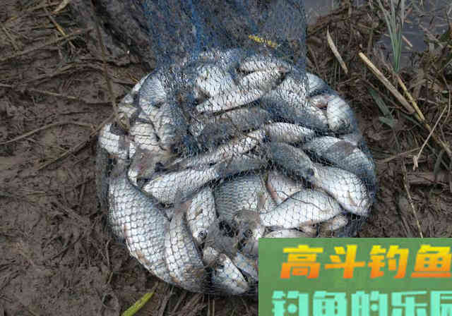 秋钓大鲫鱼,只要用上这3种钓法,钓到冬天都不过瘾 秋钓大鲫鱼,只要用上这3种钓法,钓到冬天都不过瘾