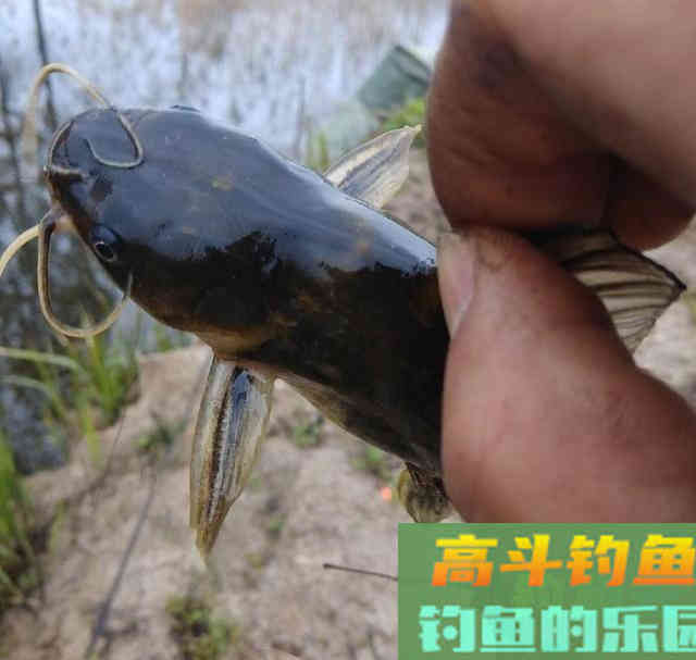垂钓黄颡鱼,用女士丝袜打窝诱鱼 垂钓黄颡鱼,用女士丝袜打窝诱鱼