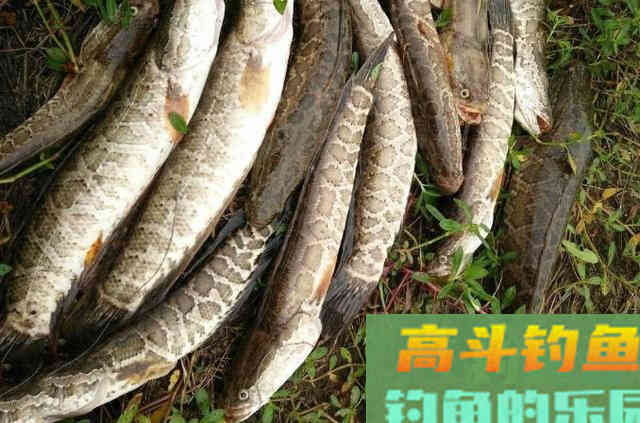 天热后,对付黑鱼我只用这三步 天热后,对付黑鱼我只用这三步