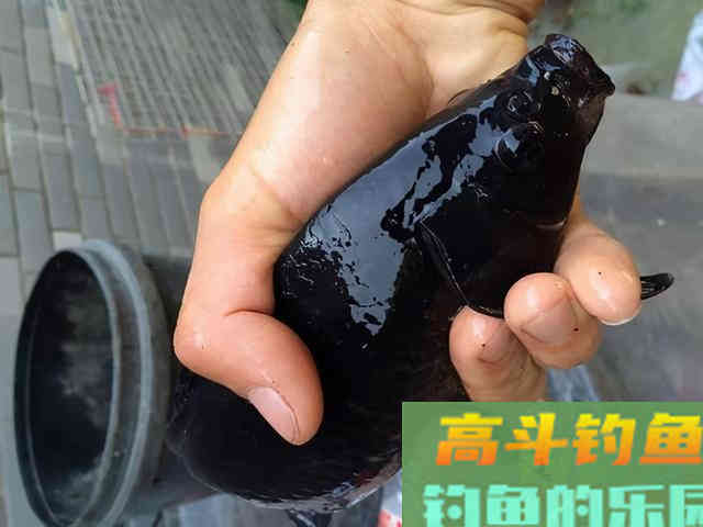 全身漆黑如墨的鲫鱼，这种鲫鱼能吃吗