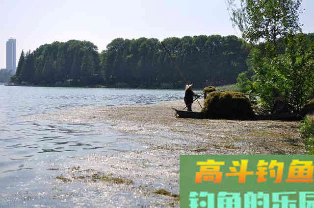 春钓鲫鱼,浅水和活饵是春钓鲫鱼的关键 春钓鲫鱼,浅水和活饵是春钓鲫鱼的关键