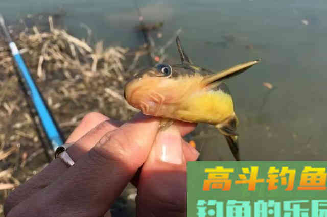 如何春天里寻找黄辣丁？大雨后，守住这些位置有惊喜