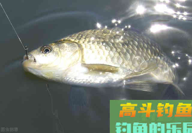 野钓鲫鱼,搓饵、拉饵、蚯蚓搭配散炮这样钓 野钓鲫鱼,搓饵、拉饵、蚯蚓搭配散炮这样钓