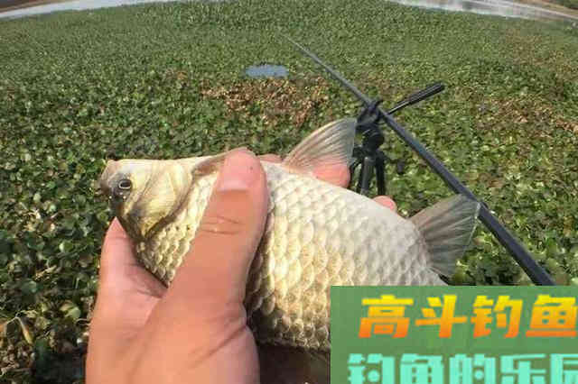 用这种诱钓方法来招待鲫鱼，效果那叫一个好