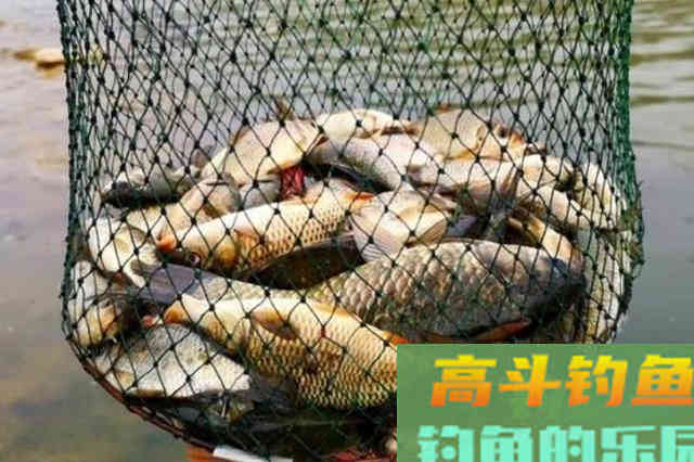 难道这才是高手常用的绝招?刚一开钓就上大板鲫 难道这才是高手常用的绝招?刚一开钓就上大板鲫