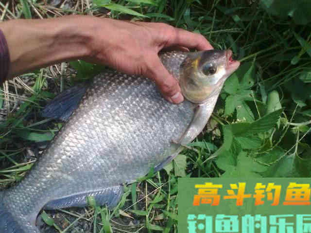 鳊鱼嘴馋属于傻鱼,分享一种特效饵和三种钓法 鳊鱼嘴馋属于傻鱼,分享一种特效饵和三种钓法