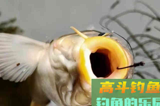 二十年老司机再次强调：热天唯独这鲤鱼钓法最奏效