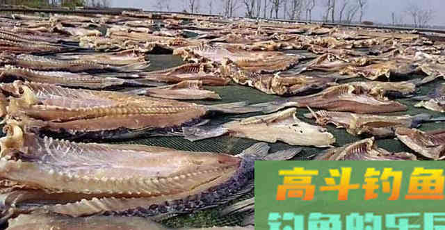 鲤鱼的力量！一场大水称霸澳洲河道，稻田