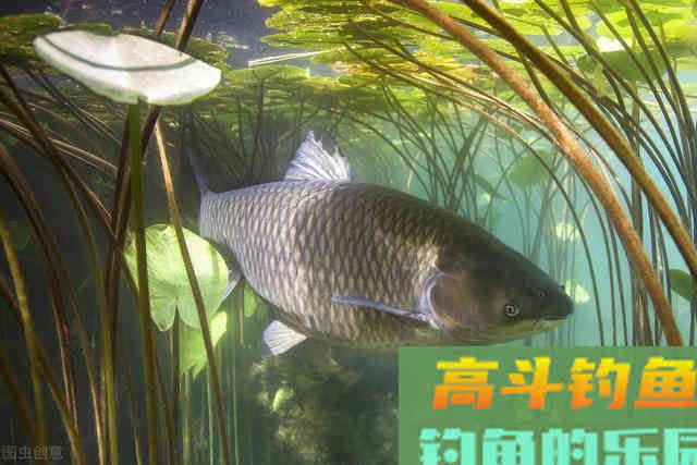 夏钓草鱼全攻略,看懂弄明白,想钓草鱼就是这么简单 夏钓草鱼全攻略,看懂弄明白,想钓草鱼就是这么简单
