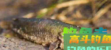 这种小型鲫鱼，能够上岸行走，为什么惹广东钓友厌恶