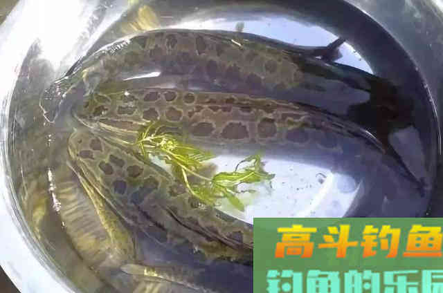 野钓黑鱼需牢记的一些钓法技巧