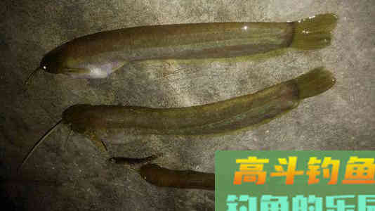 山鲶鱼的习性，垂钓需要注意的事项等