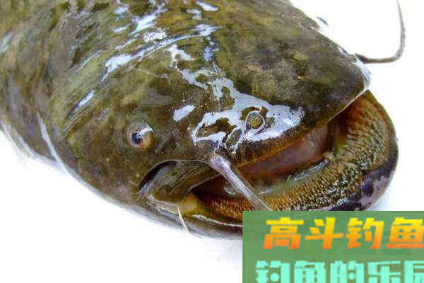 大西南的深山溪流里钓山鲶，这种极品鱼吃起来弹嘴