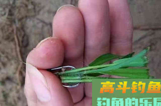 后悔才知道：大草鱼接连上钩的秘诀