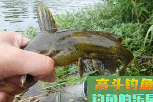 钓黄颡鱼还没到时候？老司机立马解锁新玩法