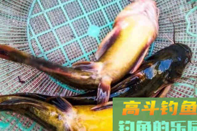 到了伏天，黄颡鱼反而更难钓？自从换用这套路，一个鱼护装不下
