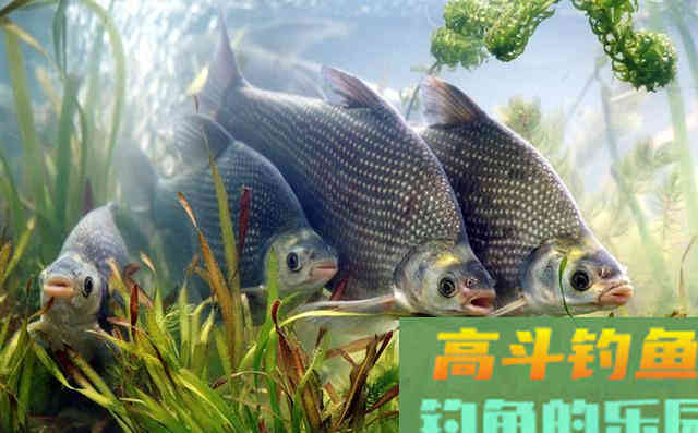 钓鳊鱼方法很多，但唯独这种方法让我百试不爽